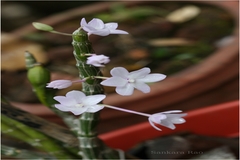 Dendrobium lawianum